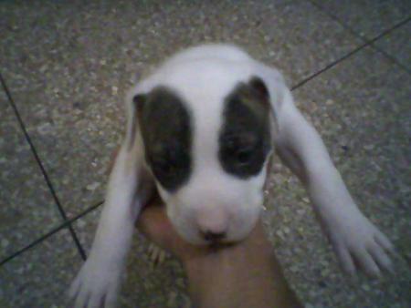 la c'est mon petit staff American